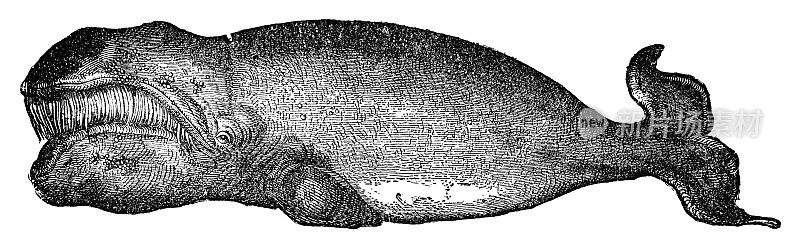 弓头鲸(Balaena Mysticetus) - 19世纪